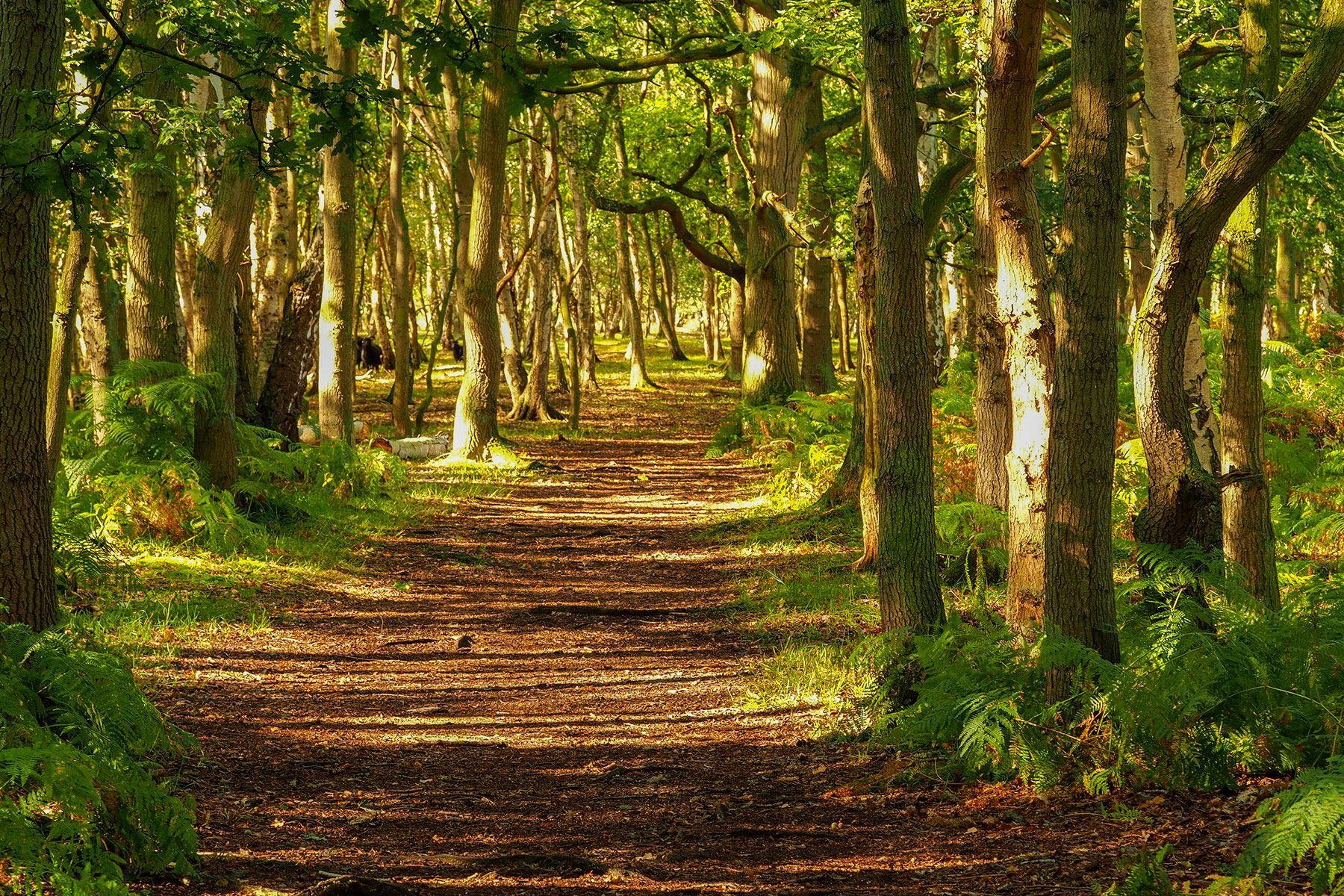 Skipwith Common National Nature Reserve